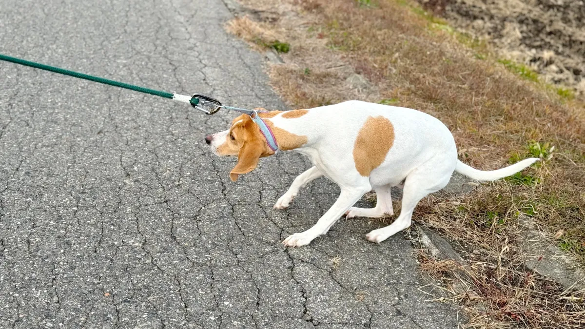Votre chien devient ingérable en laisse ? Voici les erreurs à éviter