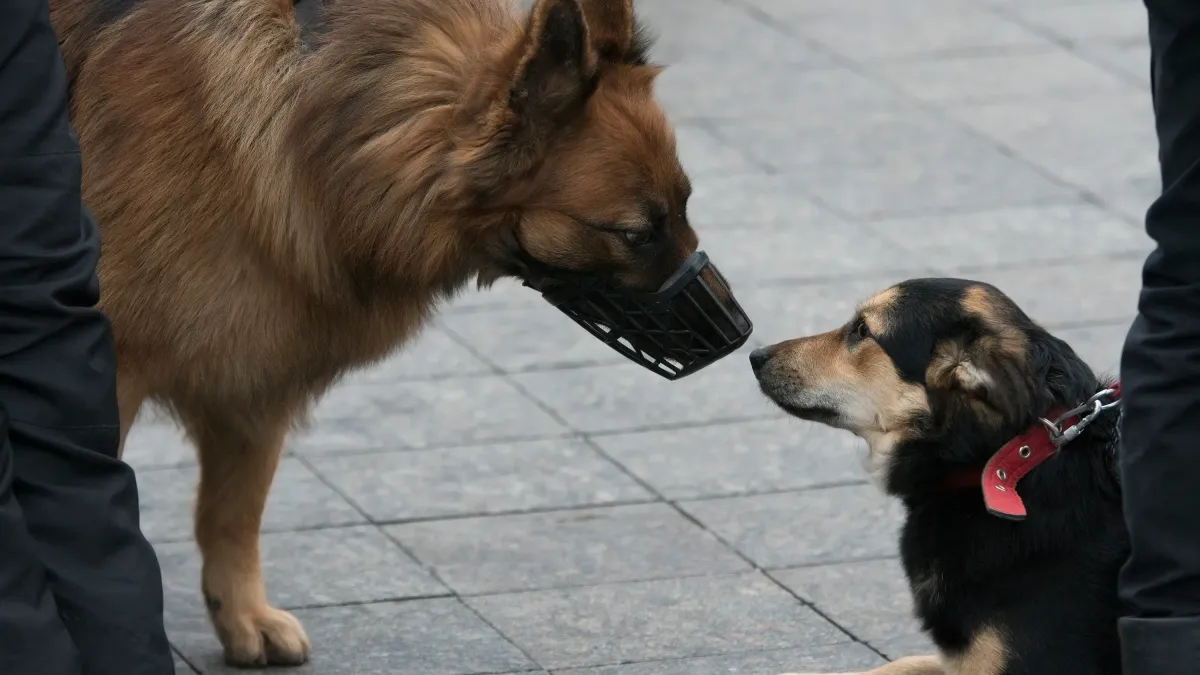 Votre chien a peur des autres chiens ? Voici comment l’aider à reprendre confiance