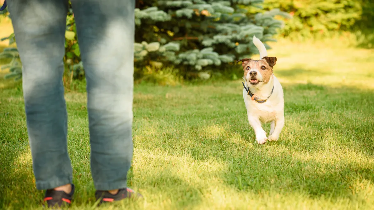 Votre chien ne revient pas quand vous l’appelez ? Voici comment améliorer le rappel