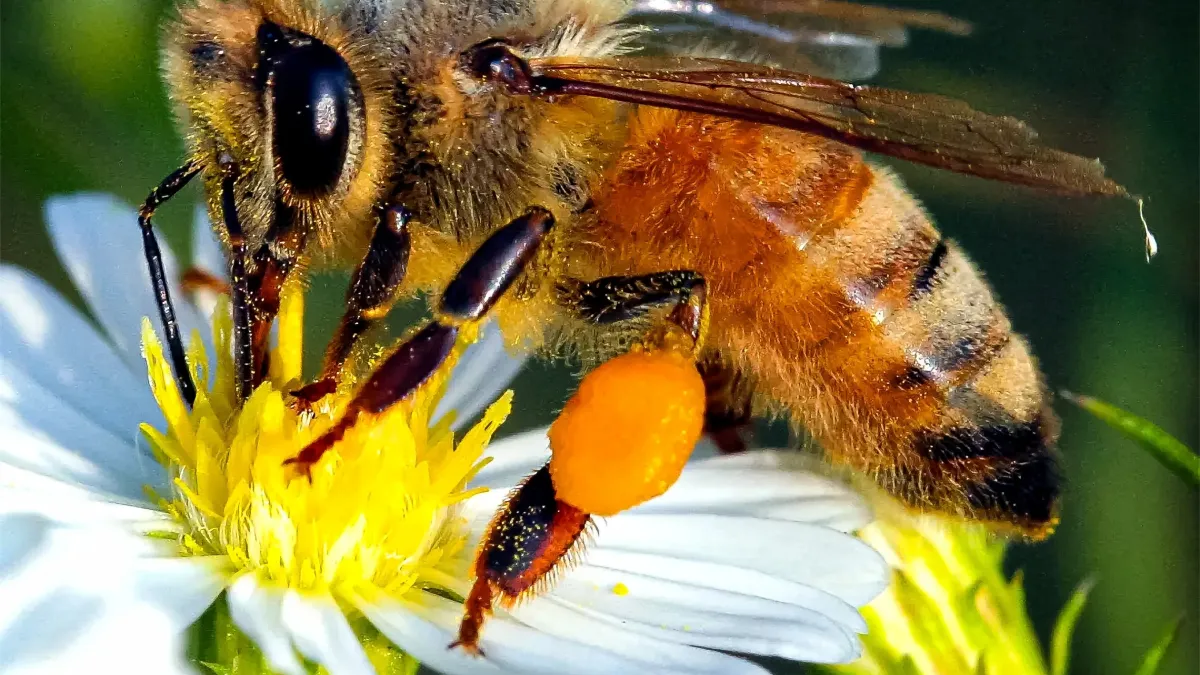 Pourquoi les abeilles sont en danger (et ce que vous pouvez faire)