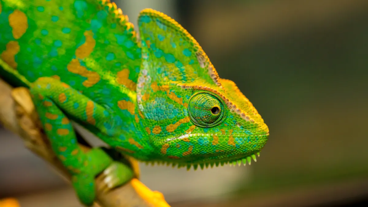 Ces animaux qui changent de couleur selon leur humeur