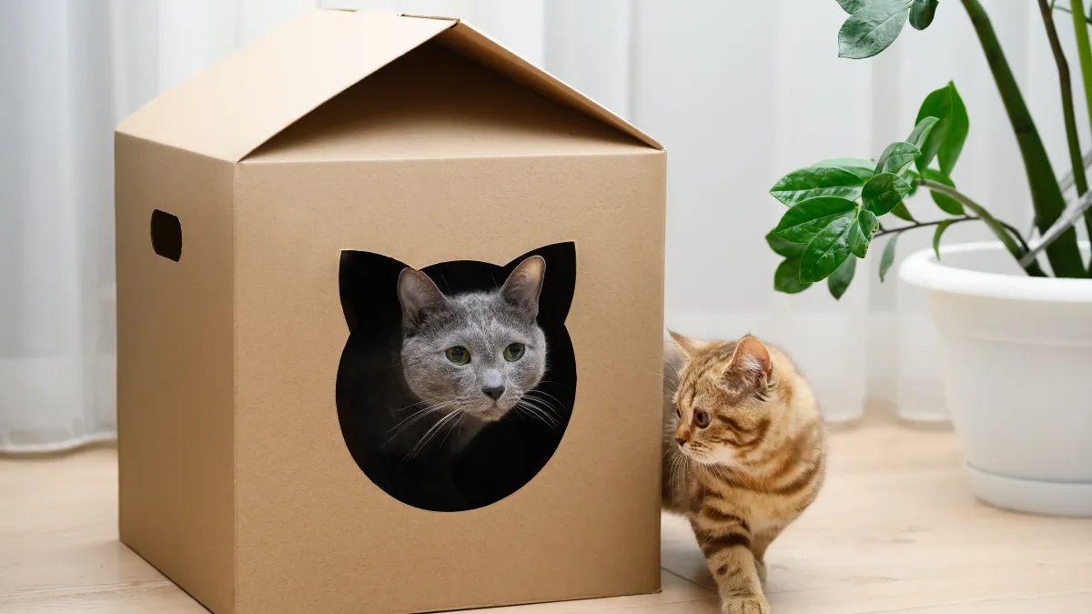 Pourquoi les chats adorent se cacher dans des boîtes ?