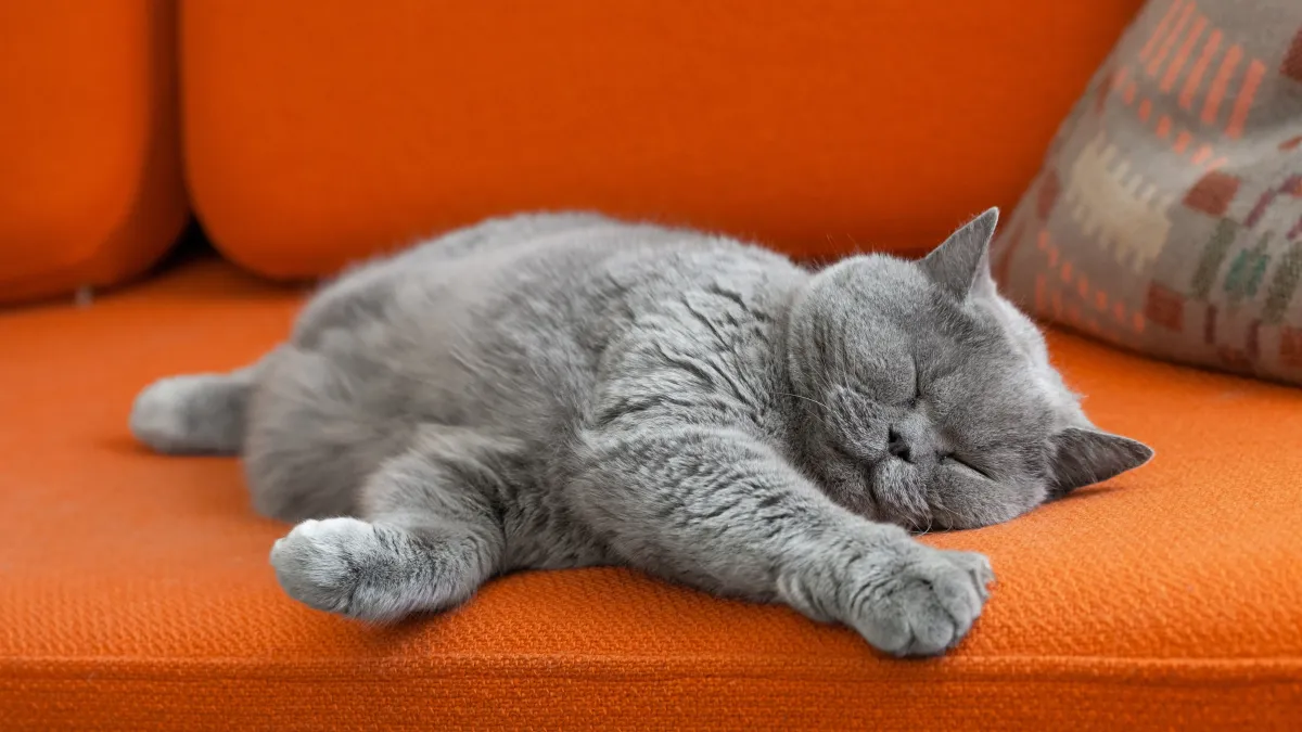 Votre chat dort-il trop ? Ce que cela révèle sur sa santé