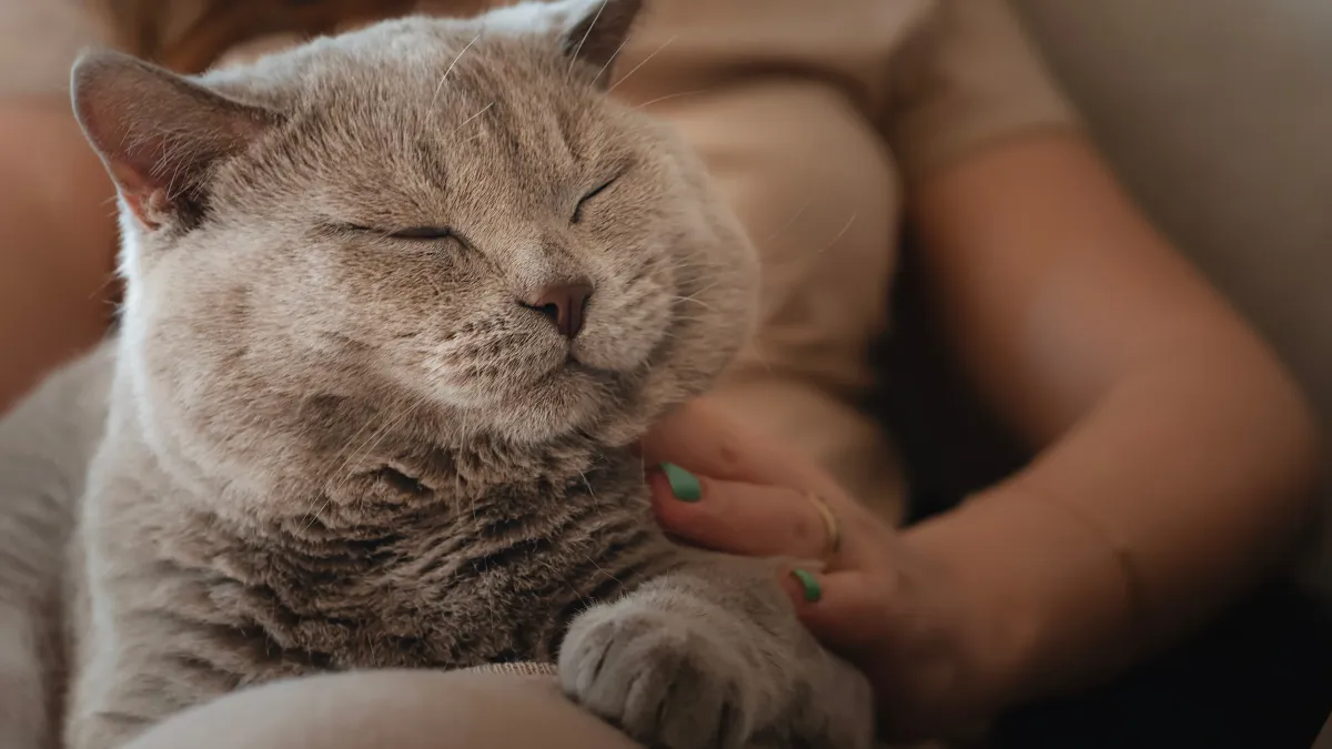 Le ronronnement du chat : plaisir, douleur ou communication ?