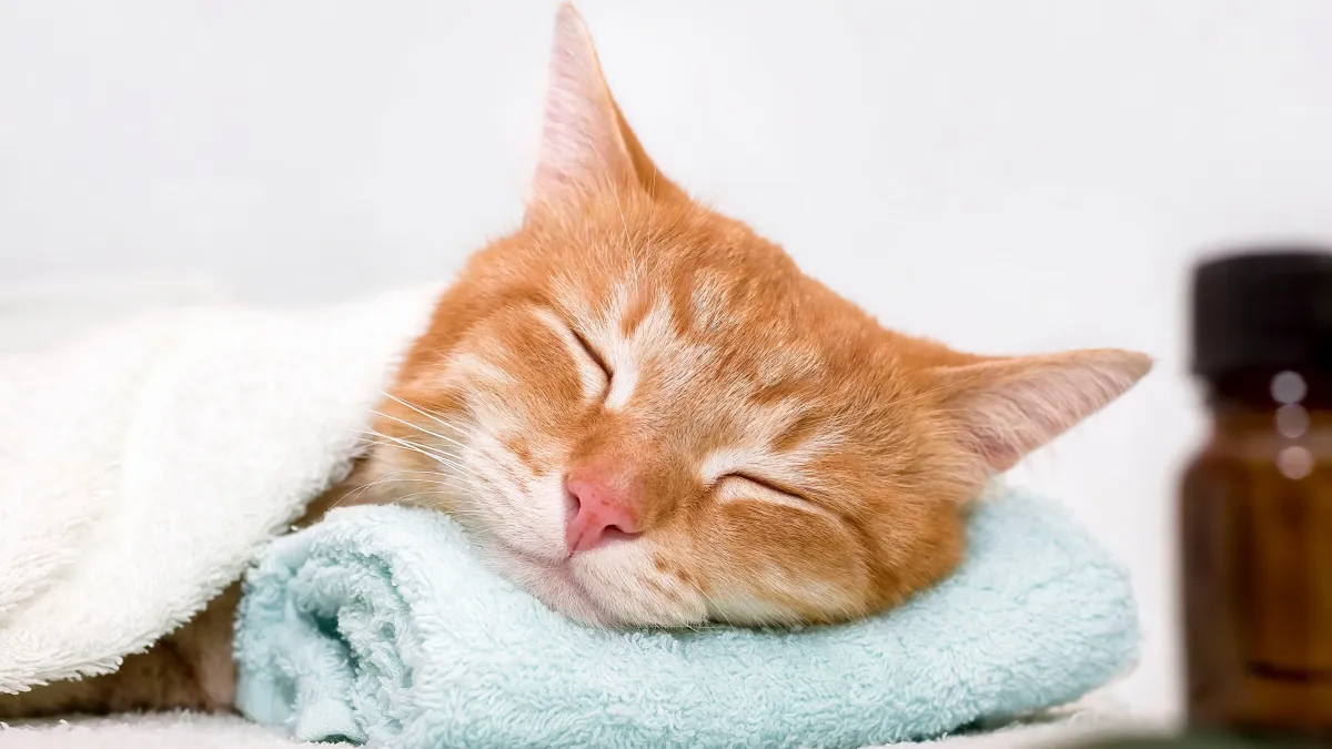 5 gestes simples pour améliorer la vie de votre animal au quotidien