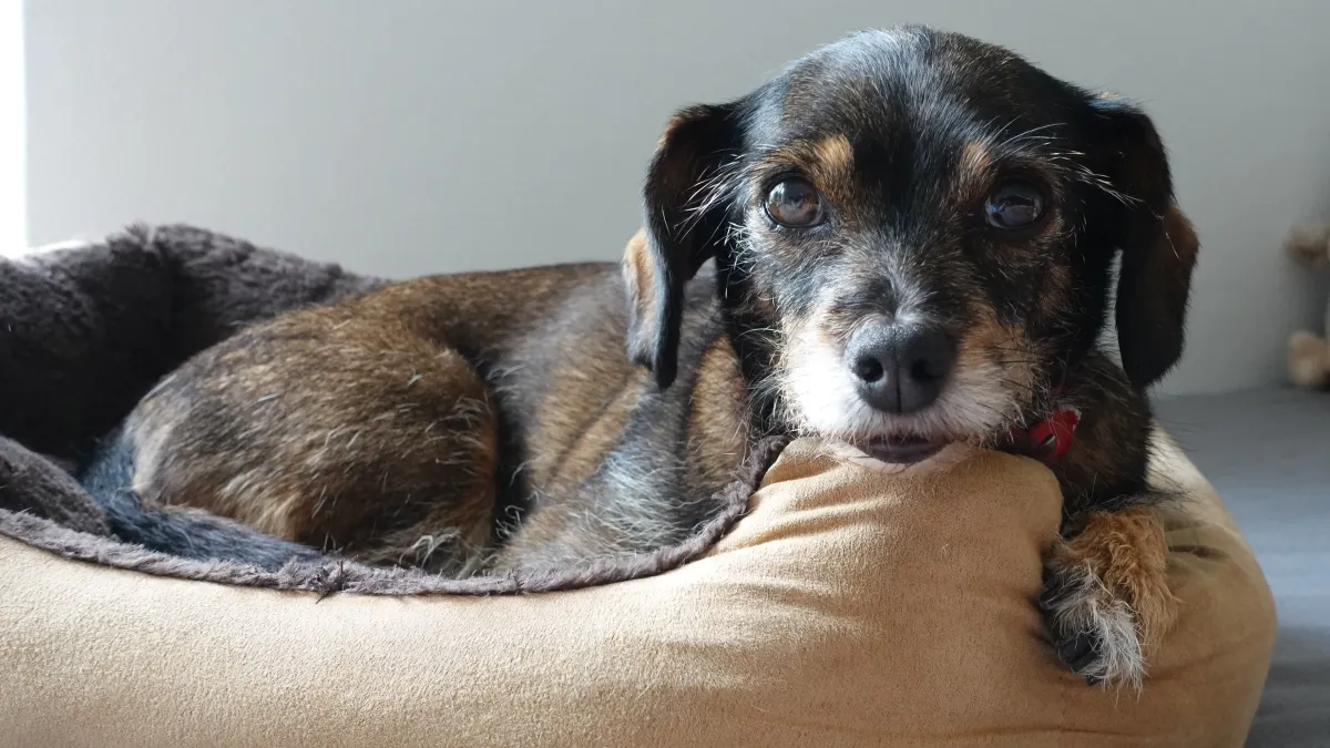 Pourquoi votre chien gratte le sol avant de dormir ? Les vétérinaires répondent
