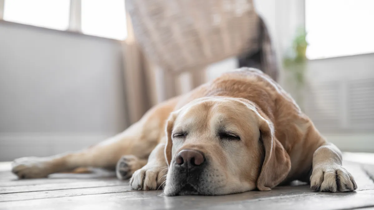 Peut-on vraiment laisser son chien seul toute une journée ?