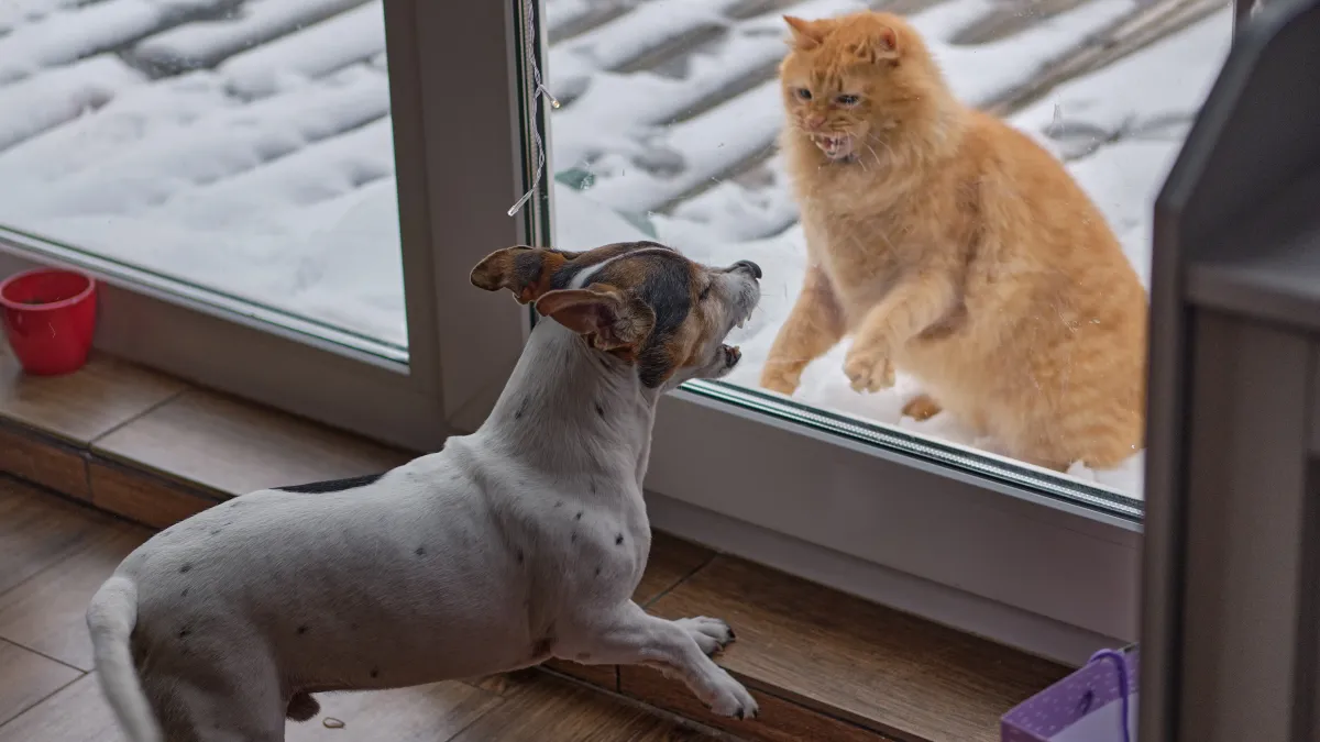 Chien ou chat : quel animal est le plus intelligent selon la science ?