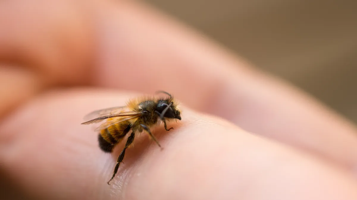 Les abeilles reconnaissent-elles les visages humains ?