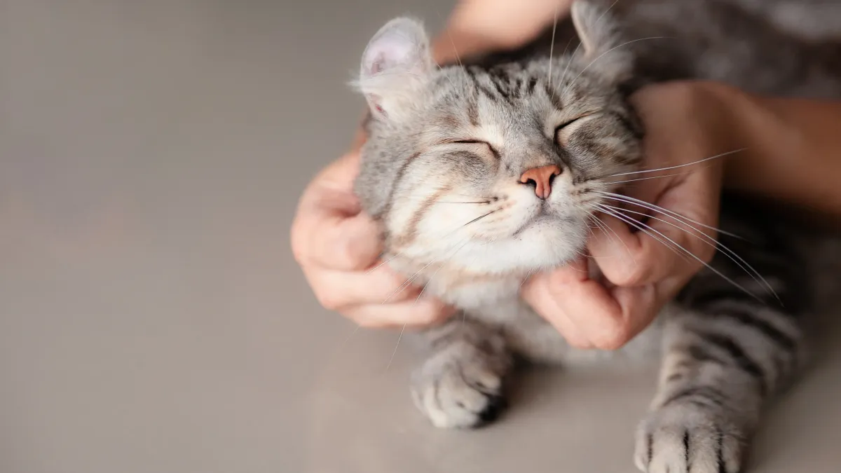Les races de chats les plus affectueuses selon les propriétaires