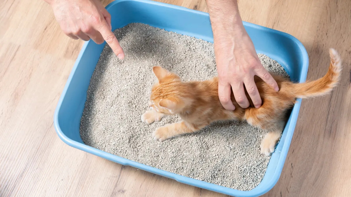 Votre chat refuse sa litière ? Les erreurs à éviter pour qu’il y retourne