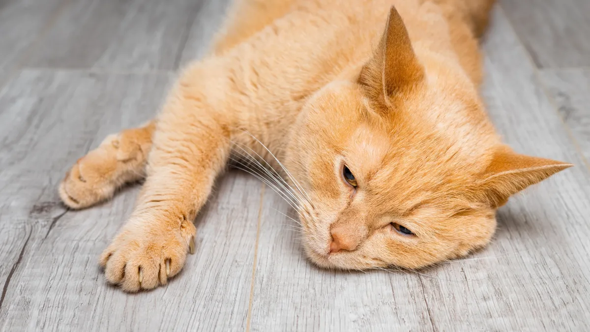 Comment savoir si votre chat souffre en silence ? Les signaux d’alerte