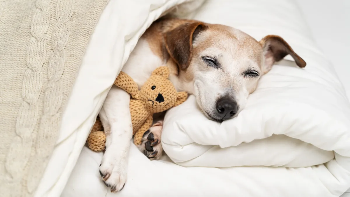 Les chiens rêvent-ils vraiment quand ils dorment ?