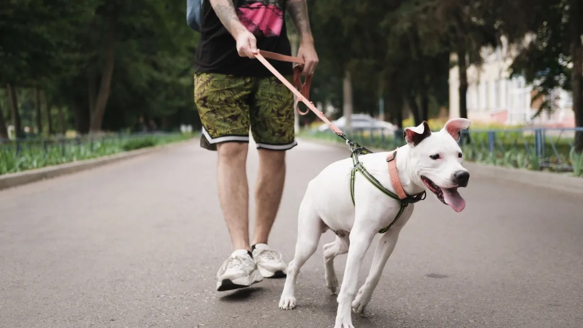 Votre chien tire en laisse ? 5 techniques simples pour des balades sereines
