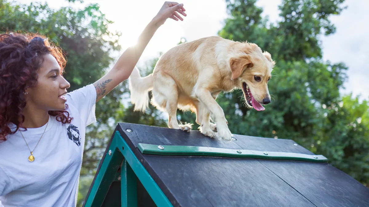 10 comportements étonnants chez le chien expliqués par un expert en éthologie