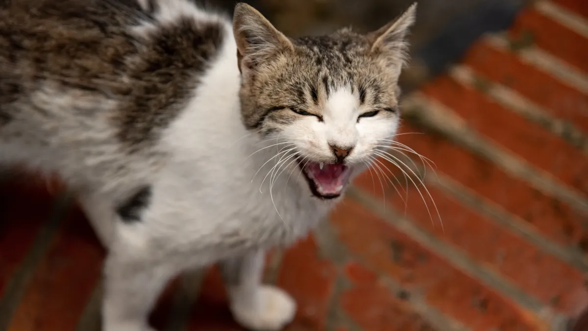 Le langage du chat : que signifient les miaulements courts et longs ?