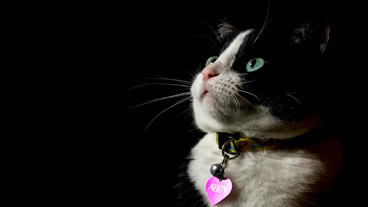 Les chats comprennent-ils vraiment leur prénom ? Ce que disent les études