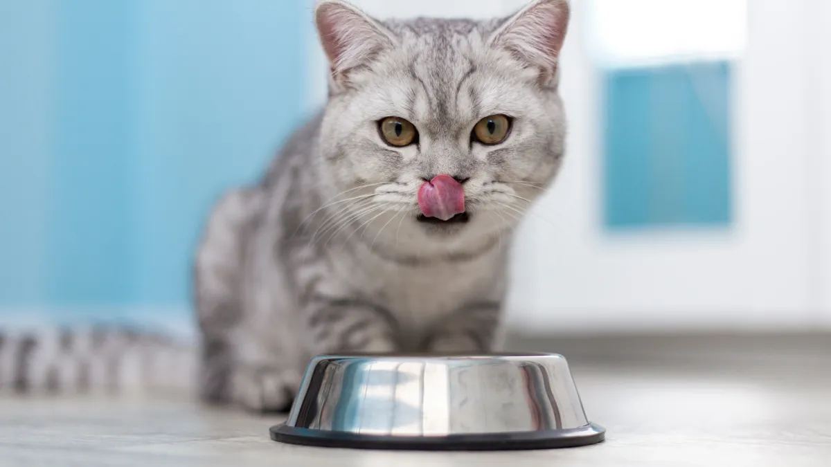 Votre chat renverse sa gamelle d’eau ? Voici pourquoi et comment y remédier