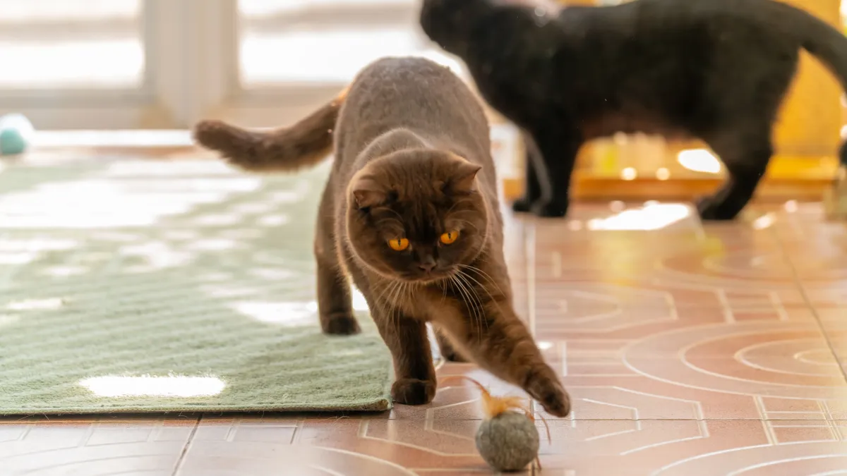 Votre chat ne joue plus ? Voici comment raviver son instinct de chasseur