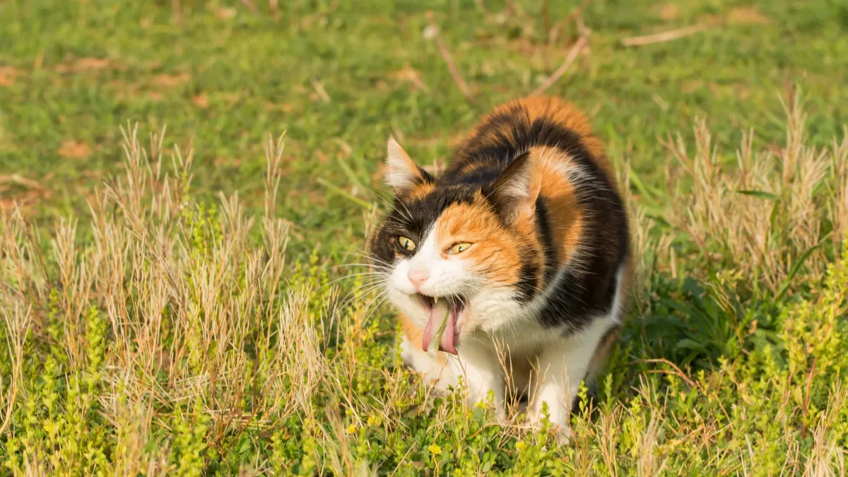 Votre chat vomit souvent ? Voici quand s’inquiéter (et quoi faire)