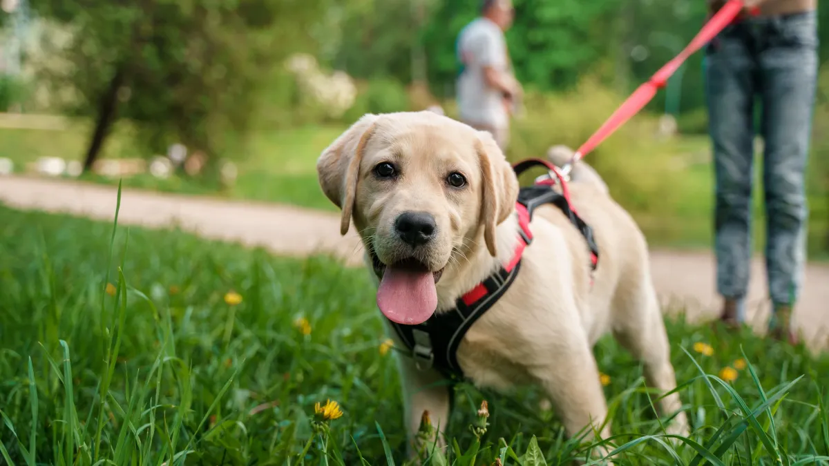 Votre chien mange ses crottes ? Découvrez les vraies causes et les solutions