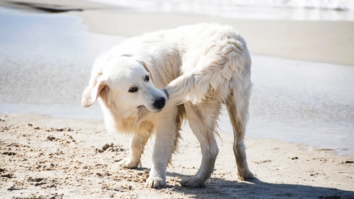 Votre chien tourne sur lui-même ? Ce comportement a-t-il une signification ?