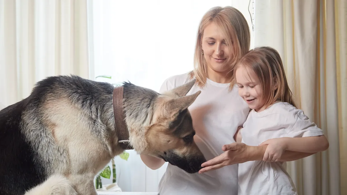 Votre chien a peur des invités ? Aidez-le à retrouver confiance
