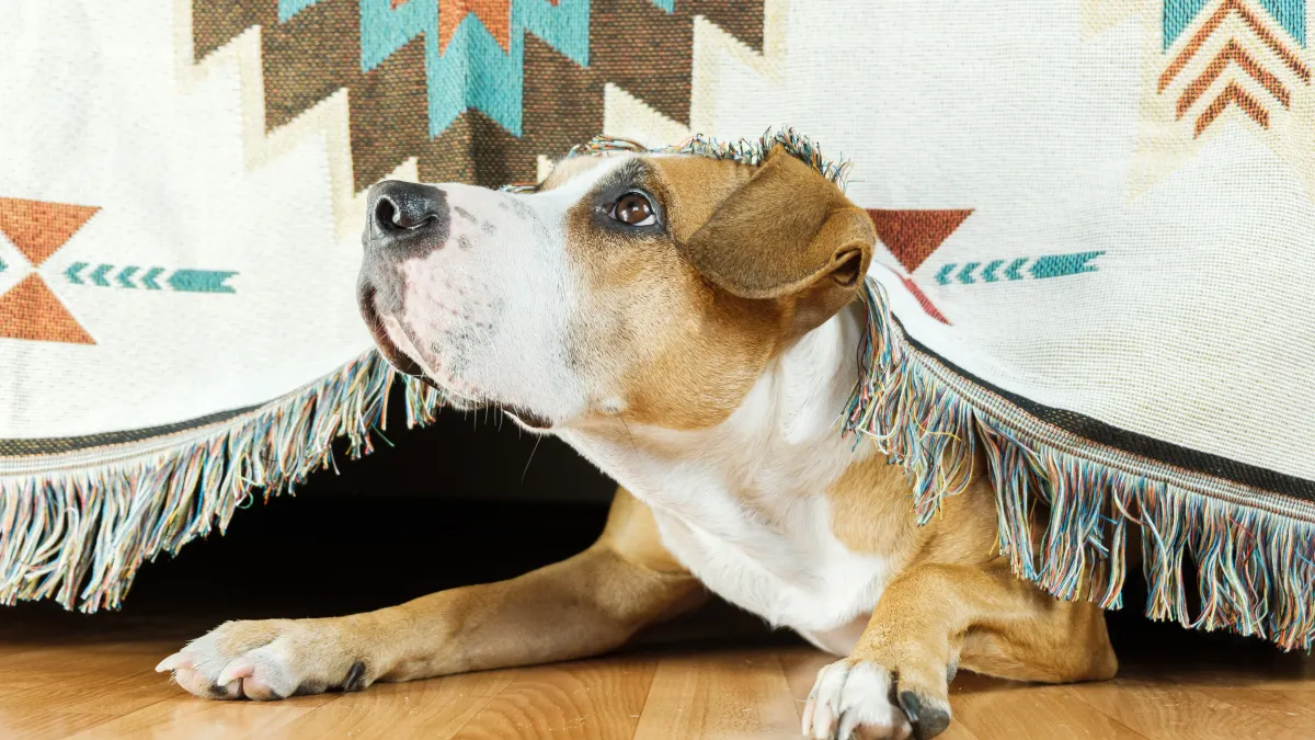 Votre chien a peur de l’orage ? Voici comment le rassurer efficacement