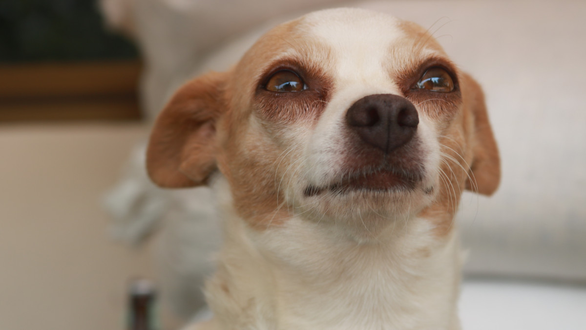 Votre chien pleure quand vous partez ? Voici comment l’aider à mieux