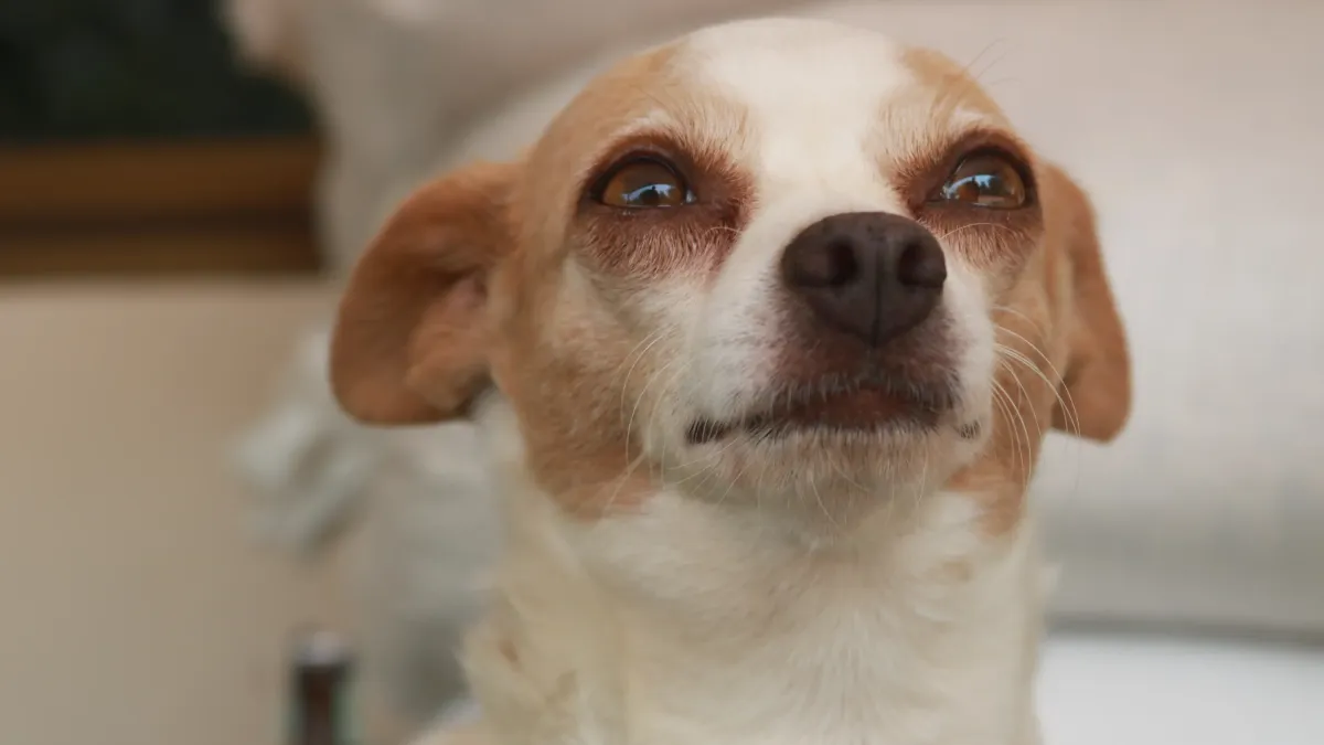 Votre chien pleure quand vous partez ? Voici comment l’aider à mieux vivre vos absences