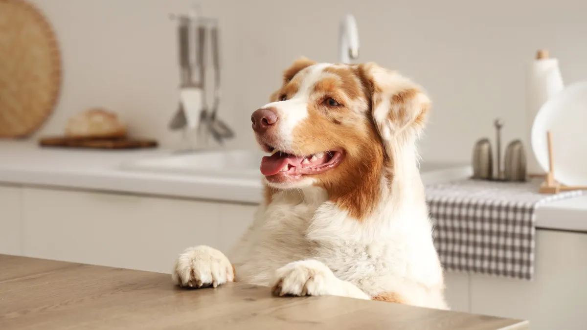 Votre chien saute sur la table ? Voici comment stopper ce comportement