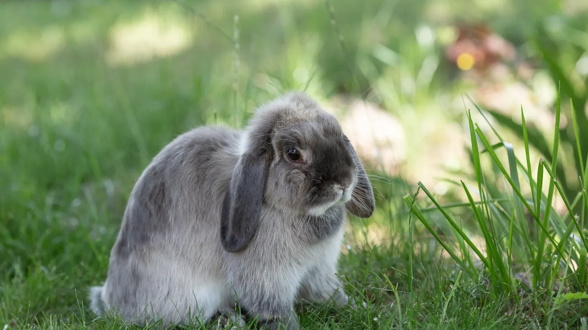 Votre lapin gratte ou tape du pied ? Voici ce qu’il essaie de vous dire