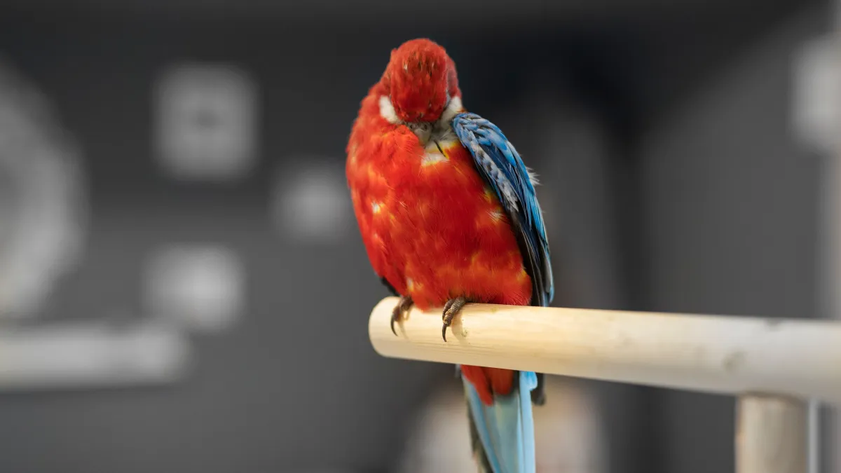 Votre oiseau s’arrache les plumes ? Voici comment agir avant que ça s’aggrave