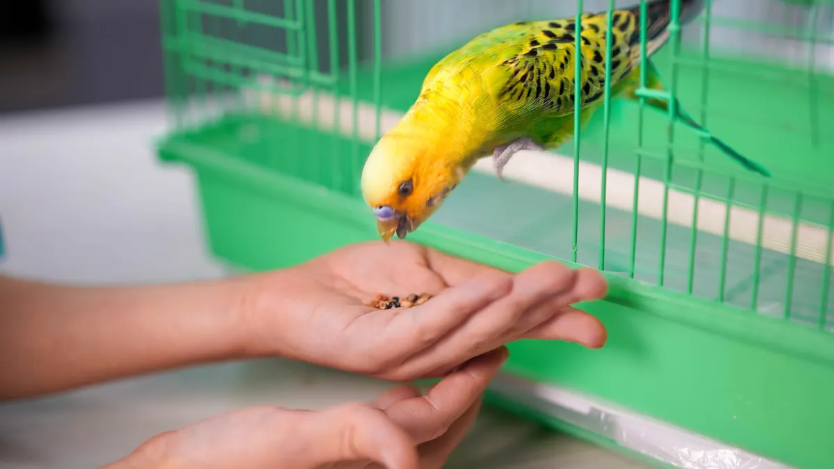 Votre perruche refuse de sortir de sa cage ? Voici comment la mettre en confiance
