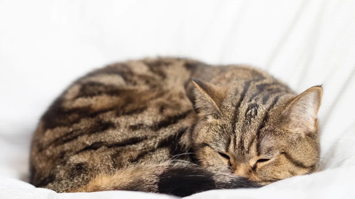 Votre chat tremble en dormant ? Voici pourquoi ce n’est pas toujours inquiétant