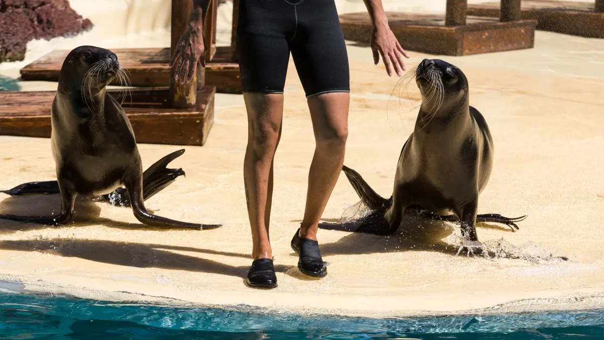 Pourquoi Pairi Daiza a dû fermer en urgence une partie de son parc au public ? Le mâle voulait, mais la femelle non
