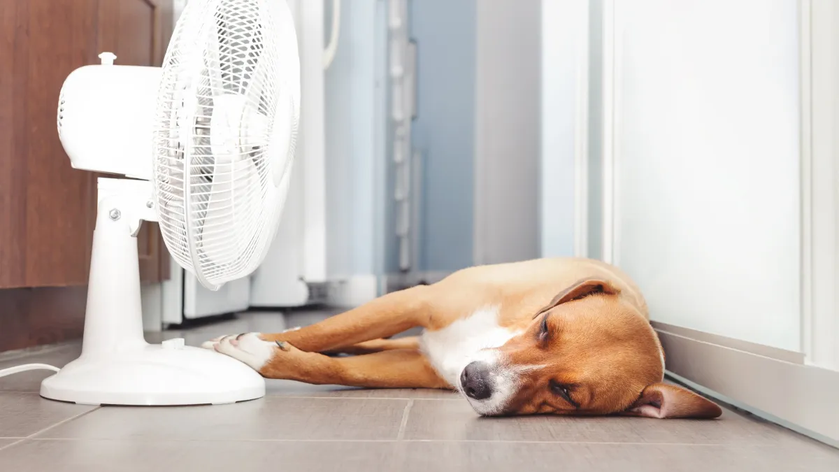 Demain, il fera jusqu’à 35°C : les dangers pour vos animaux et les gestes qui sauvent