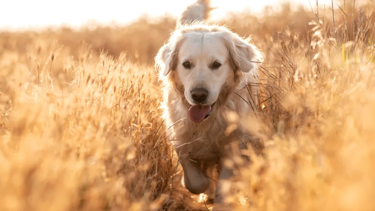 Épillets : ces herbes qui mettent en danger la vie de votre chien