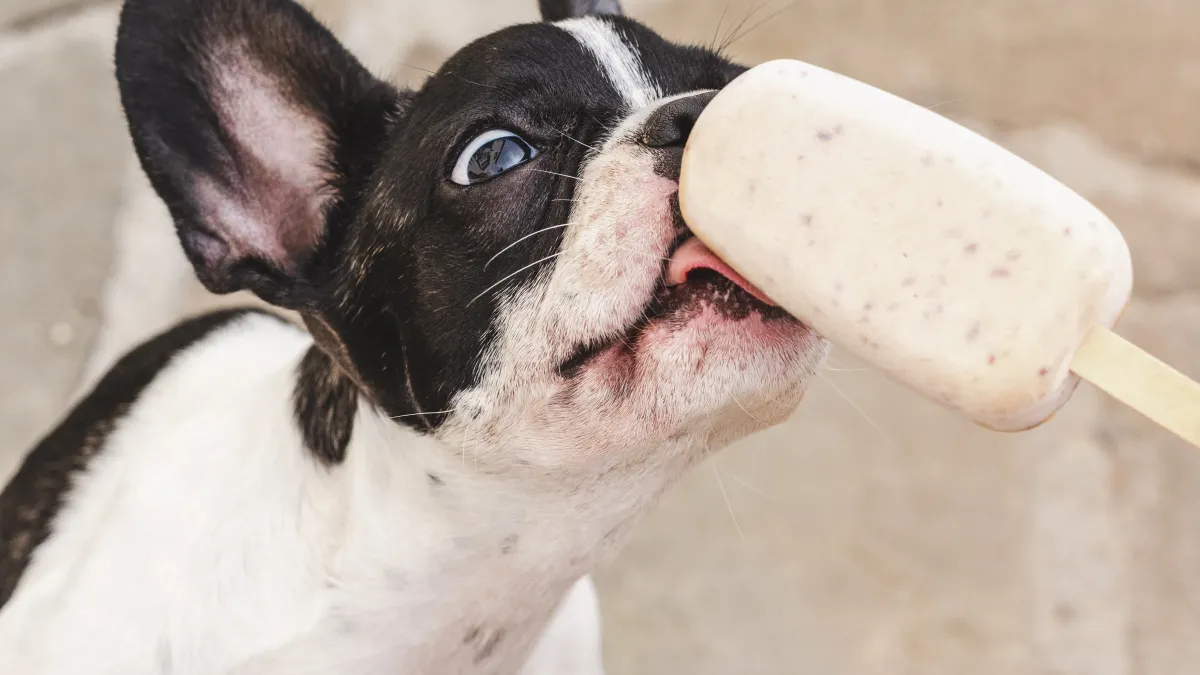 Chaleur : voici 3 recettes de glace faciles à préparer pour rafraîchir votre chien
