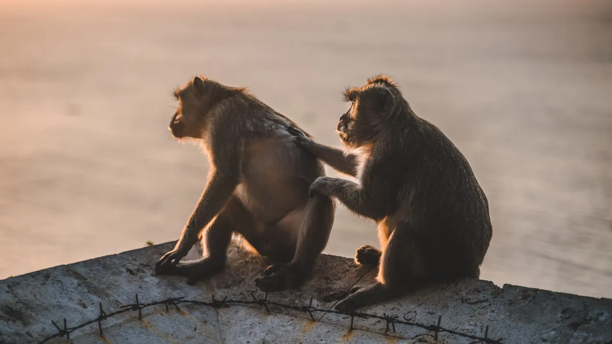 Pourquoi certains animaux adoptent-ils des comportements altruistes ?