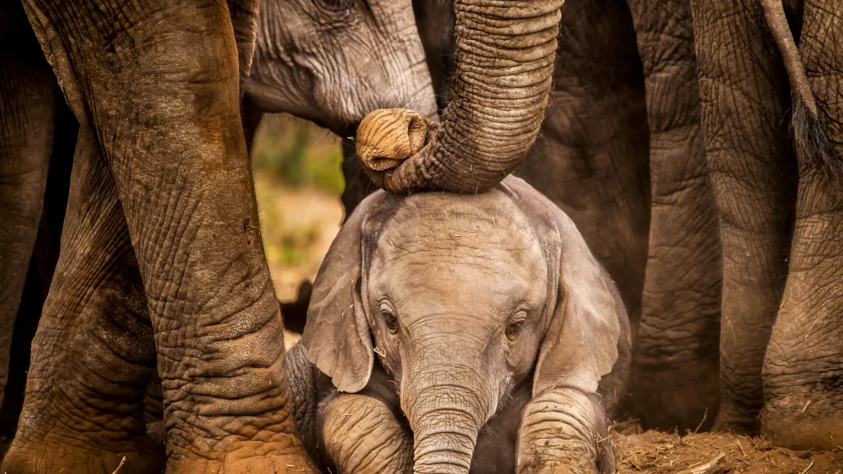 Émotion garantie : découvrez les images bouleversantes de la naissance d’un éléphanteau à Pairi Daiza !