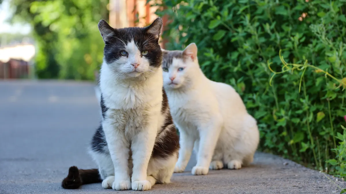 Malgré une obligation légale depuis 2012, seuls 50% des propriétaires de chats sont dans les clous