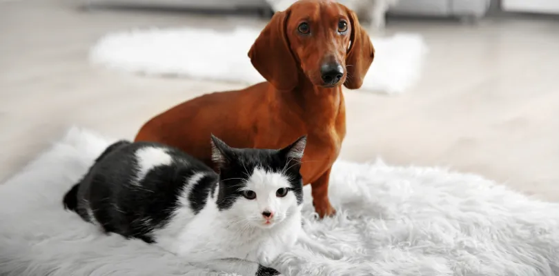 Quel type de maître êtes-vous pour votre animal ?