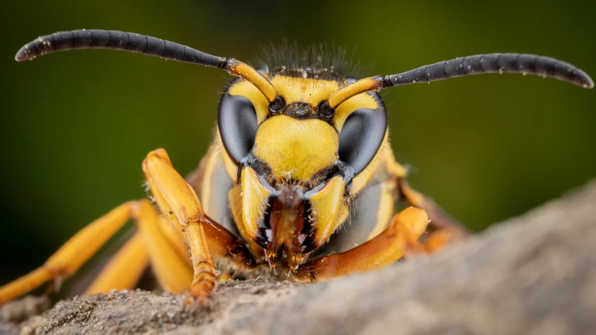 Il fabrique un piège à moins de 2€… et tue 6 400 frelons asiatiques ! Les abeilles lui disent merci !