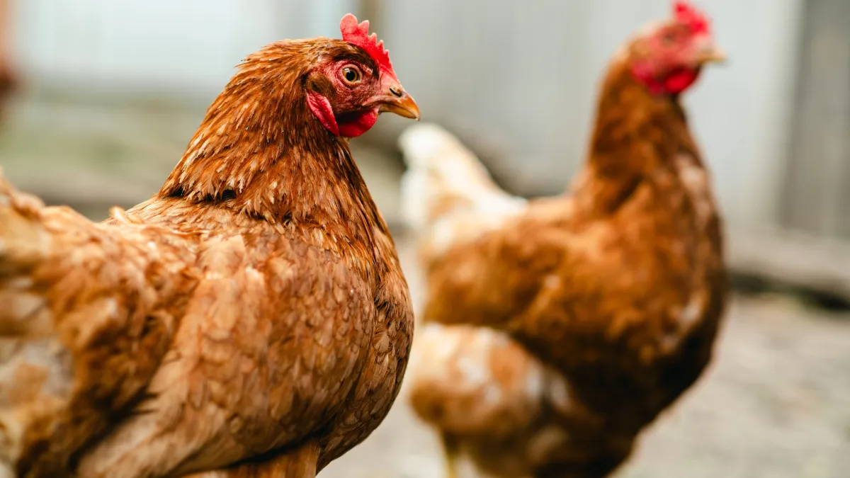Canicule : ces erreurs peuvent tuer vos poules ! Voici comment les protéger avant qu'il ne soit trop tard
