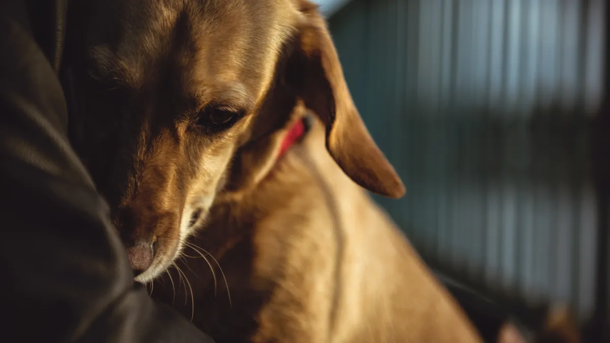 Elle sauve un chien sur le point de tomber d’un pont : séquence impressionnante (vidéo)