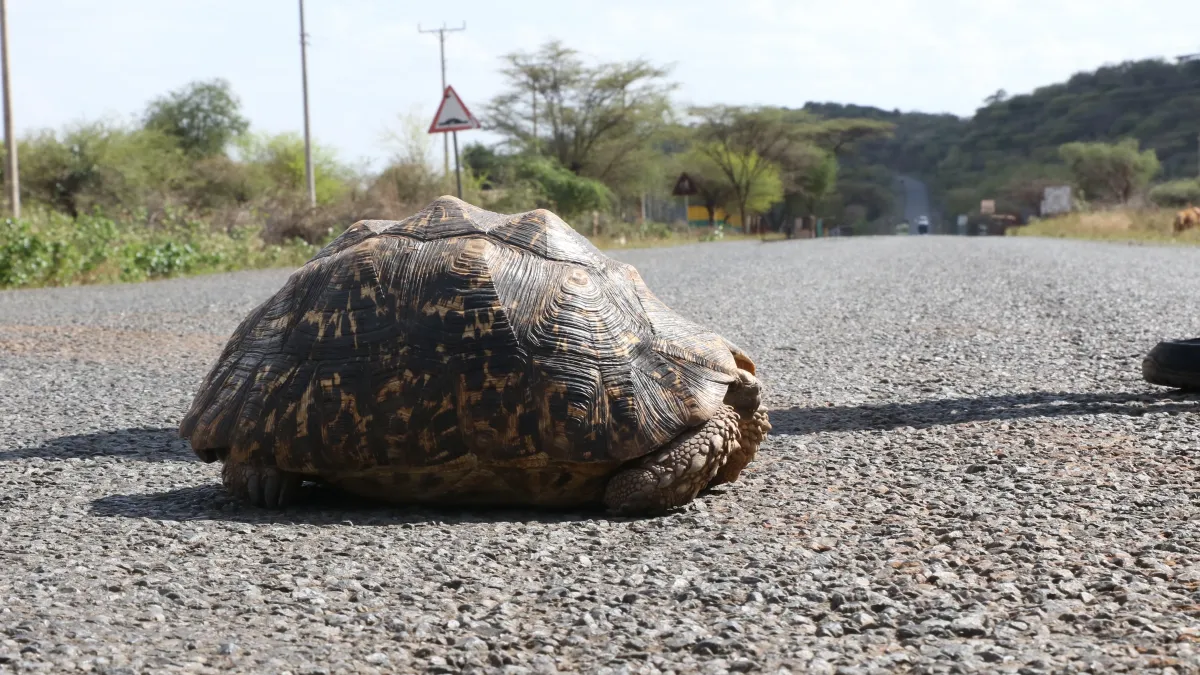 Une tortue provoque le crash d’un avion : bilan deux morts et un blessé grave