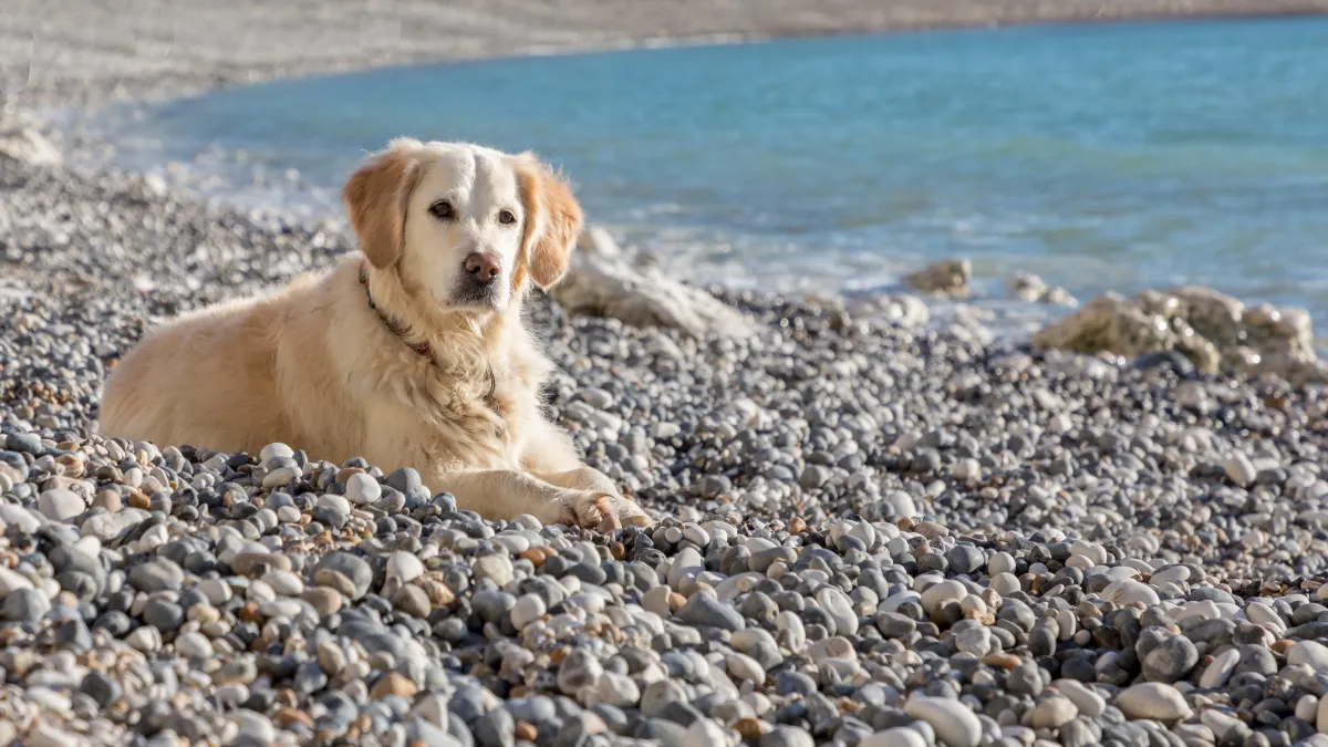 Cyanobactéries dans le Tarn : déjà six chiens morts, pourquoi la vigilance est renforcée cet été