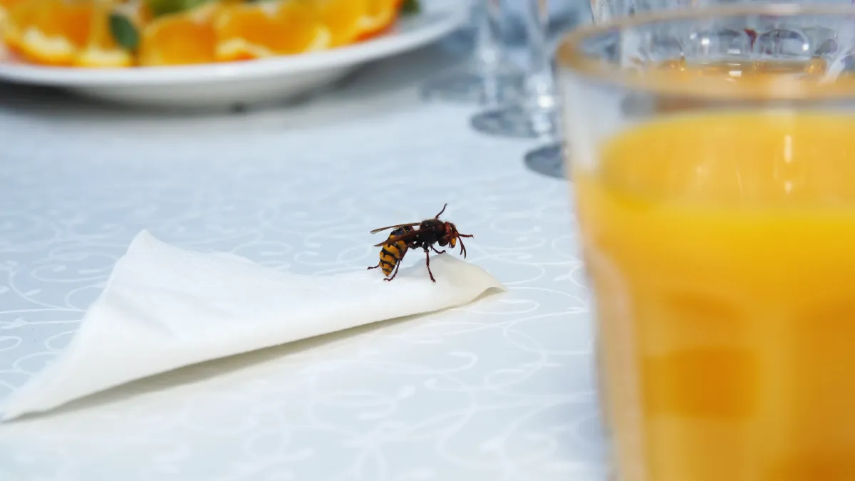 Comment éloigner naturellement les guêpes de votre table avec un ingrédient simple et efficace