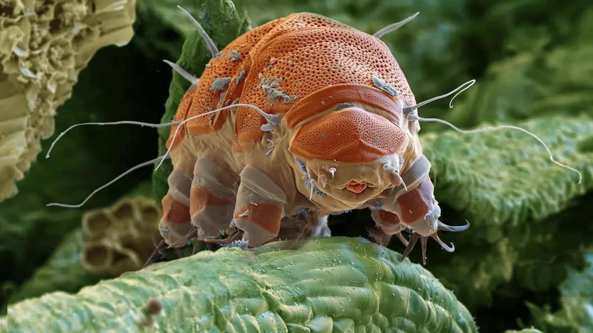 Le secret du tardigrade, l’animal « immortel » qui survit à l’espace et vit près de chez vous